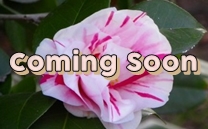 只今、準備中です。