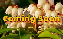 只今、準備中です。